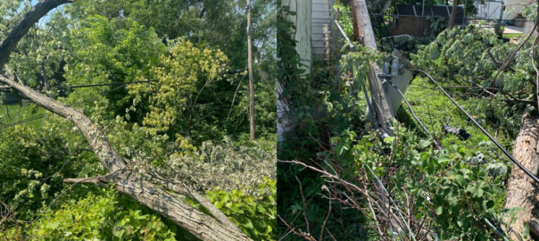 7132021_Tree Damage Examples