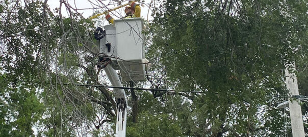 7142021_SIZED Bucket in Big Trees along Underwood